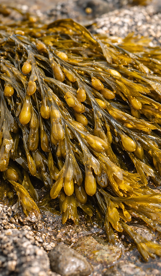 ChatGPT Image 21 dic 2025, 06_57_22 p.m..png