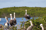 Pelicanos tomando un descanso en el manglar.