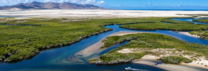 Estuario de manglares y canales turquesa.png