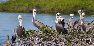Pelicanos descansando!