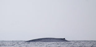 Ballena Azul