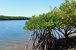 Manglares de bahia magdalena