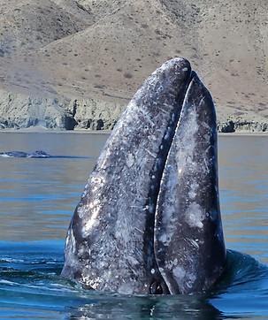 Ballena haciendo el Spy Hopping