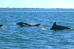 Delfin Nariz de botella
