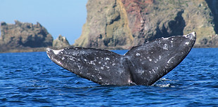 cola de ballena gris