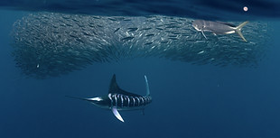 Marlin y dorado esperando su oportunidad