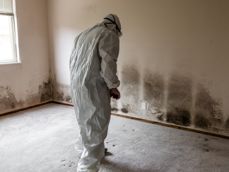 Signs You May Have Mold in Your Home