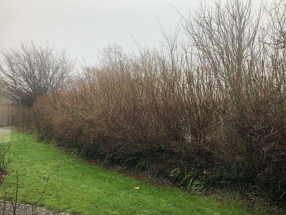 Thumbnail: Little Shebberton - 27/01/2022