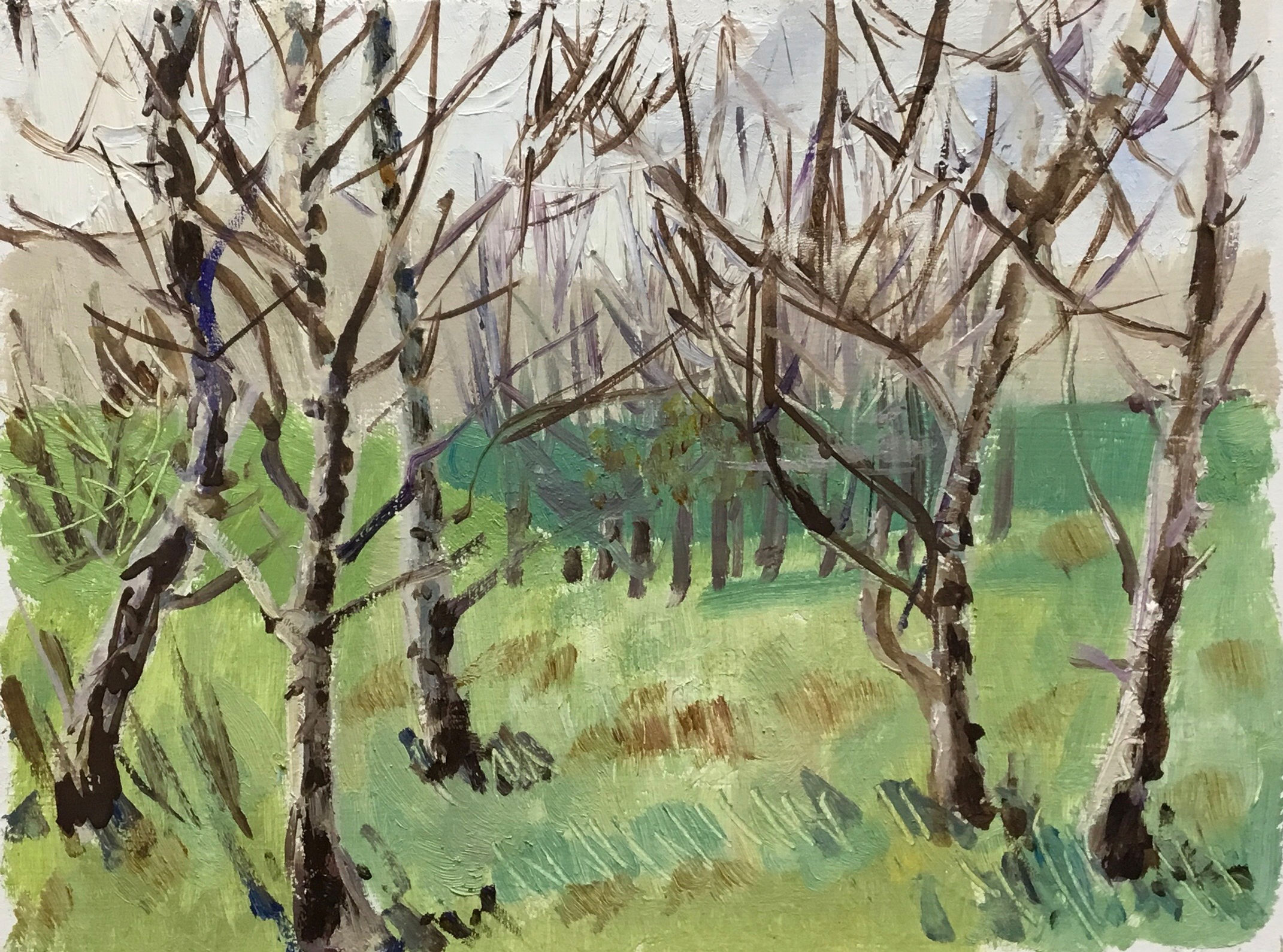 Kenwith Birch Trees - 23/02/2022