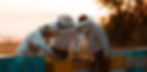 beekeepers-opening-wooden-bee-hive-boxes-high-quality-photo_edited.jpg