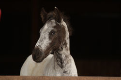 Snoopy - Verkaufspferd Appaloosa Österreich