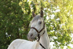 PAP Appaloosa Fohlen 2023 - Foundation Appaloosa Österreich