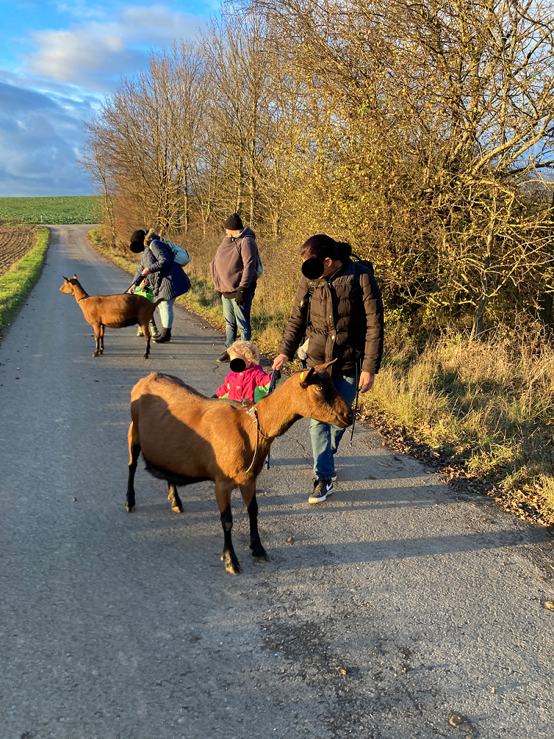 Ziegenwanderungen Niederösterreich - Poysbrunn - Pühringer