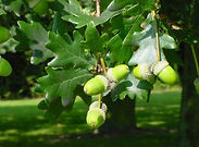 Roble 2.jpg