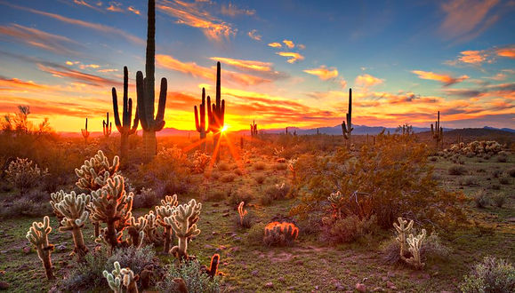 Arizona sunset with cacti