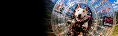 Bull Terrier Zorbing