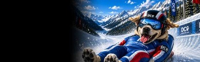 Labrador Retriever Luge