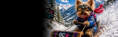 Yorkshire Terrier Tobogganing