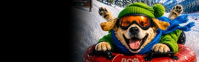 Labrador Retriever Snow Tubing