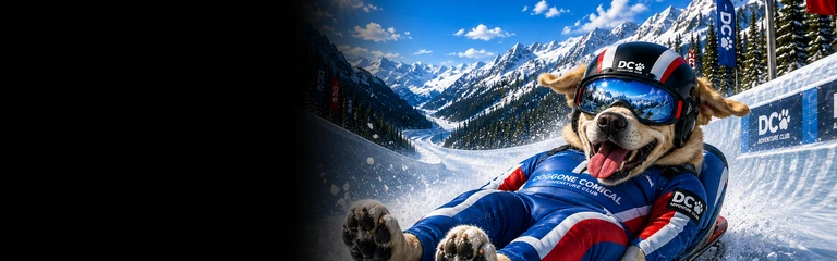 Labrador Retriever Luge