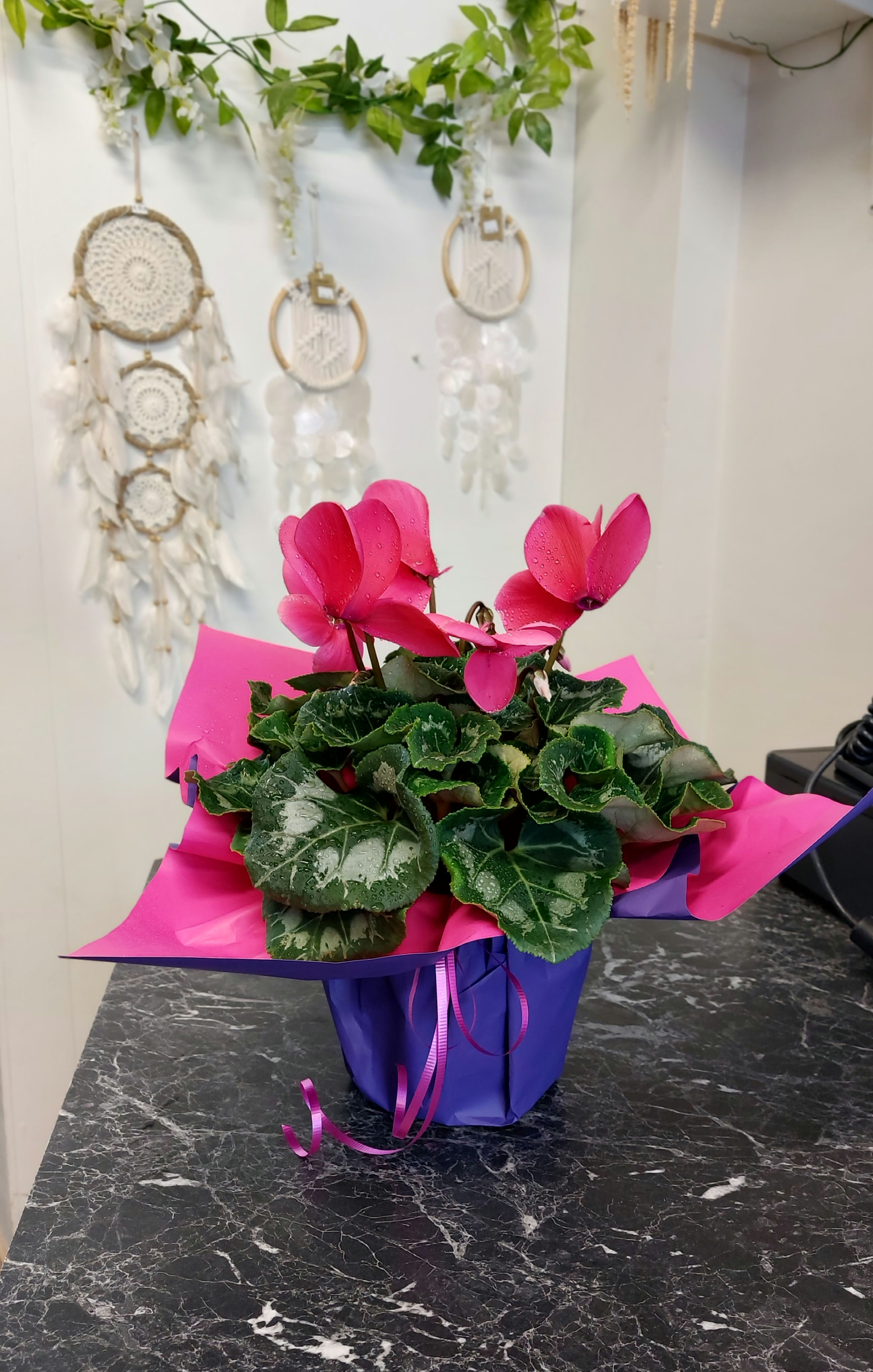 Cyclamen Plant (Large) 12cm Pot