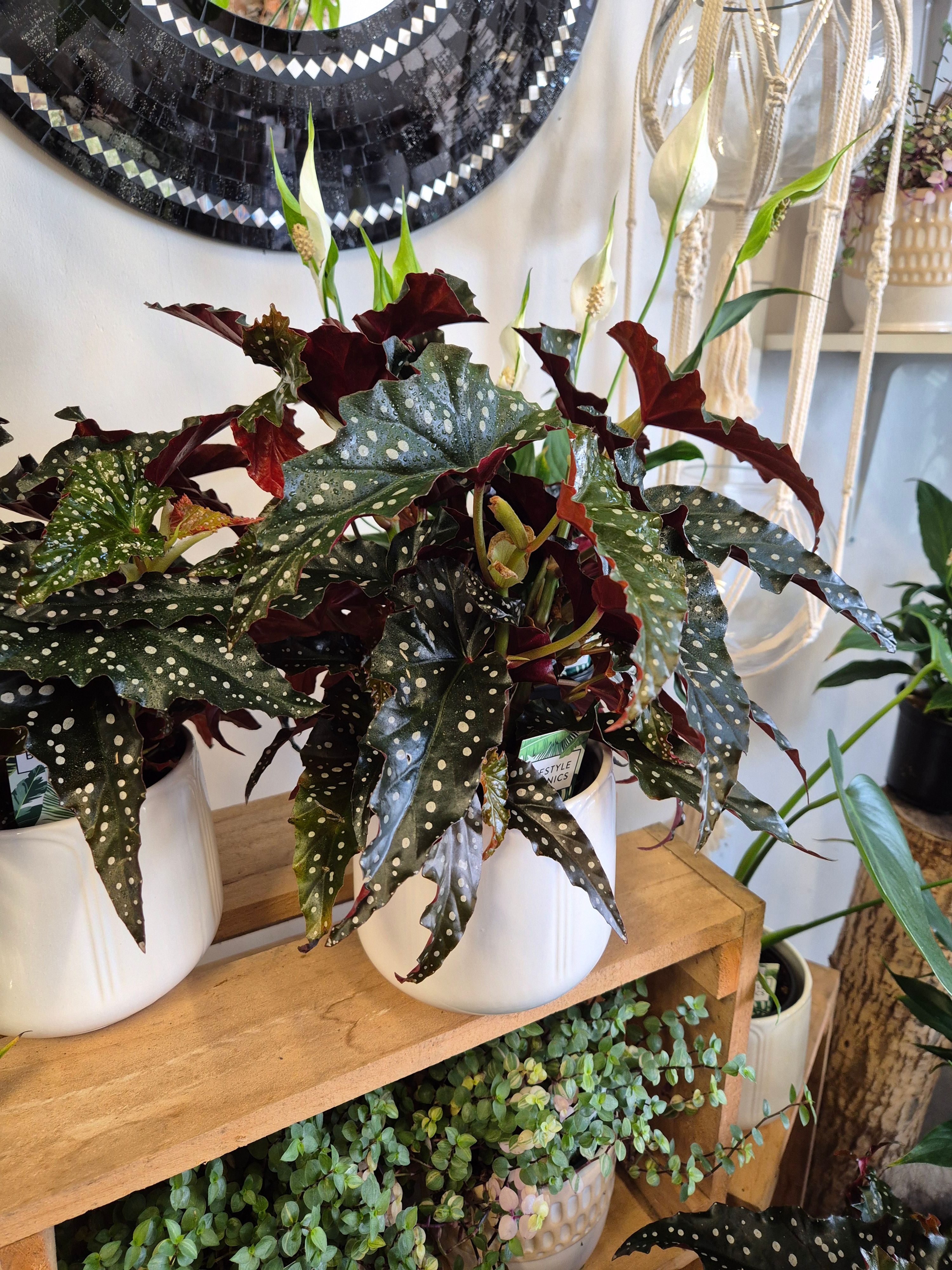 Begonia Black Forest Pot Plant