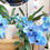 Thumbnail: Blue Orchid *Limited Stock