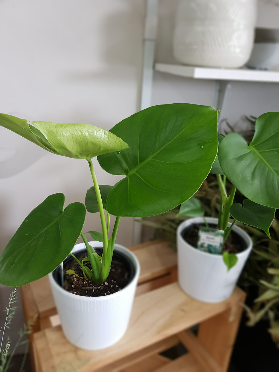 Thumbnail: Monstera Delicious 