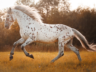 Requirements gathering and the faster horse