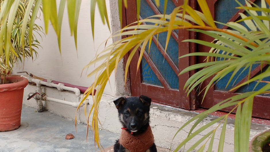 Bringing Home a Pet : A Guide on how to make the decision to nurture a pet and what to expect