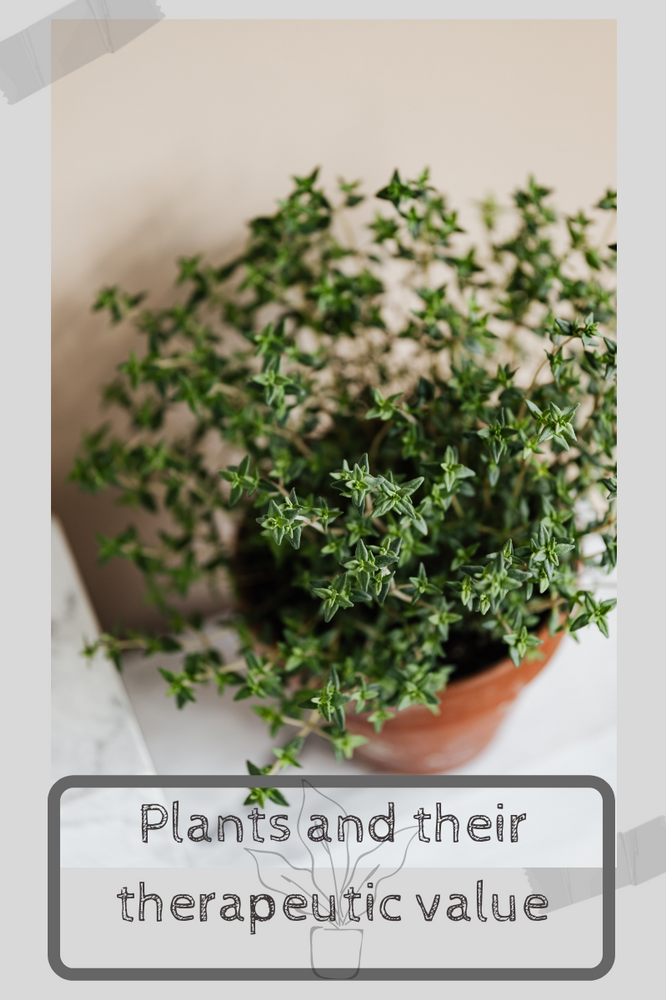 Plants and therapy