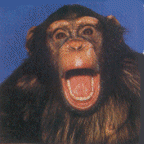 chimpance-imagen-animada-0009.gif