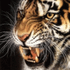 avatar-tigre-9.gif