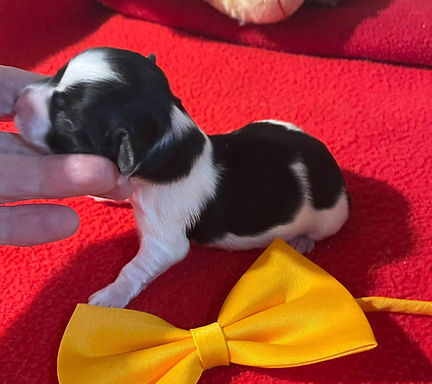 MooDonna newborn yellow girl.jpg