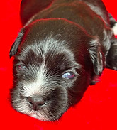 hannah 2wk red girl.jpg