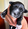 Hanna 1wk puppies red girl.jpg