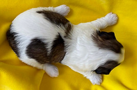hannah 2wk red yellow c.jpg