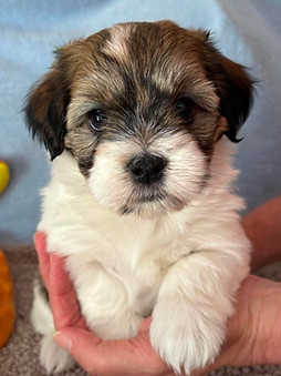 Alice 6wk brow.jpg