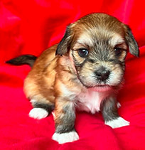 freya 2026 4wks reddr.jpg
