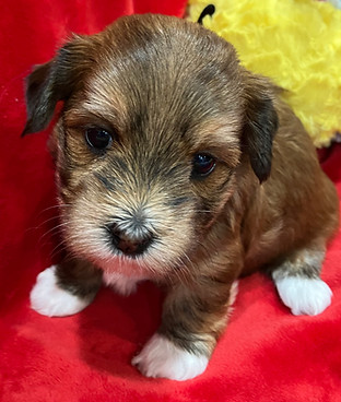 freya 4wk redd.jpg
