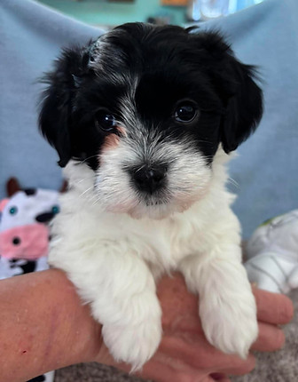 Alice 6wk blue.jpg