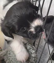 millie pup white a.jpg
