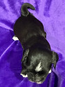 Freya 2025 4 weeks Purple.jpg