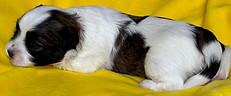 hannah 2wk red yellow.jpg