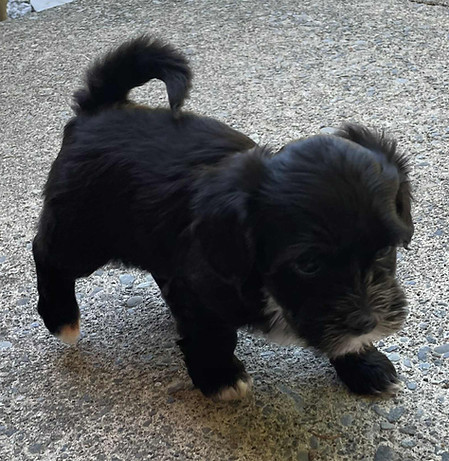 Bubbles 6wk orrang.jpg