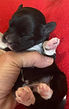 Pattie 1 week male red.jpg