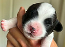 Hanna 1wk puppies yellow girl.jpg
