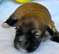 Freya 2.5 weeks Yellowss.jpg