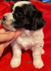 Lyra 5wk pup abb.jpg