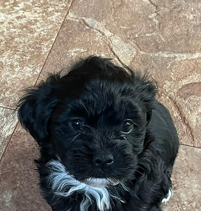 Monroe 7wk boy blac.jpg
